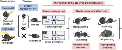 Social contagion of pain and fear results in opposite social behaviors in rodents: meta- analysis of experimental studies